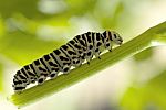Monarch Caterpillar Eating Milkweed Stock Photo