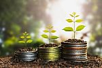 Money Growing Concept,business Success Concept, Tree Growing Stock Photo