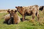 Moorland Cattle Stock Photo