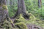 Moss And Sitka Spruce Stock Photo