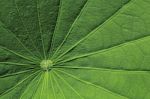 Motifs Of Lotus Leaf Stock Photo
