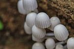 Mushrooms Growing On A Live Tree In The Forest Stock Photo