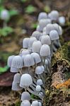 Mushrooms Growing On A Live Tree In The Forest Stock Photo