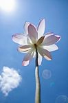 Nelumbo Lotus Stock Photo