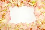 Orchid Flower Frame Stock Photo