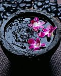 Orchid In Water With Pebble