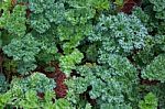 Organic Fresh Parsley In The Garden stock photo