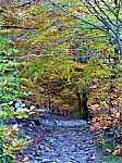 Path In The Forest Stock Photo