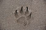 Paw Print In The Sand Stock Photo