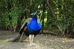 Peacock In A Park Stock Photo