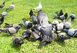 Pigeons In The Green Grass Stock Photo