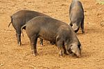 Pigs On The Farm Stock Photo