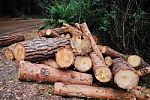 Pines Logging Stock Photo