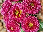 Pink Chrysanthemums Stock Photo