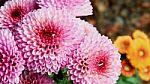 Pink Chrysanthemums Stock Photo