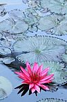 Pink Lotus Flower Stock Photo