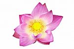 Pink Lotus Flower   Stock Photo