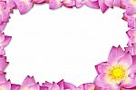 Pink Lotus Frame Background Stock Photo