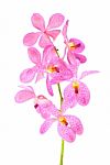 Pink Orchid Stock Photo