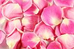 Pink Rose Petals Stock Photo