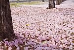 Pink Trumpet Tree Blossom Stock Photo
