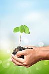 Plant In The Hand On Blur Bokeh Background Stock Photo