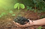 Plant In The Hand On Natural Background Stock Photo