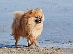 Pomeranian Spitz Strolls Along The Seashore Stock Photo