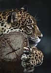 Portrait Of Leopard Stock Photo