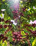 Pure Red Bunch Of Coffee Seeds In A Plantation Almost Nearing Harvesting And Sunray Stock Photo