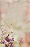 Purple Flower On Old Paper Background Stock Photo