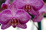 Purple Orchid Veins Stock Photo