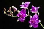 Purple Orchids Stock Photo