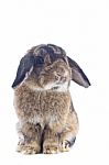 Rabbit Stock Photo