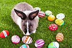 Rabbit And Easter Eggs In Green Grass Stock Photo