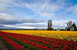 Red And Yellow Tulip Field Against Beautiful Blue Sky Stock Photo