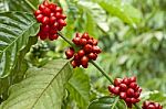 Red Coffee Beans Ripe On The Branch Of Coffee Plant Stock Photo