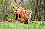 Red Fox Siblings Stock Photo