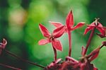Red Ixora Macro Flower Stock Photo