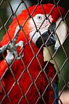 Red Macaw In Bird Cage Stock Photo