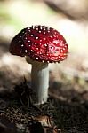 Red Mushroom Stock Photo