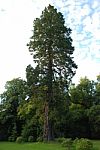 Redwood Tree Stock Photo