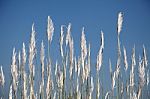 Reed Stock Photo