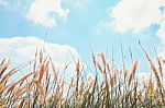 Reeds Of Grass And Blue Sky Stock Photo
