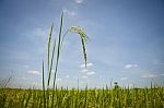 Rice Field  Stock Photo