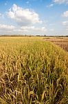 Rice Field Stock Photo