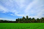 Rice Field And Blue Sky Stock Photo