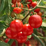 Ripe Tomatoes With Stalk Stock Photo