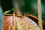 Ropical Pitcher Plants In The Garden Stock Photo