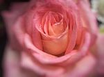 Rose Flower Background With Blur Style Stock Photo